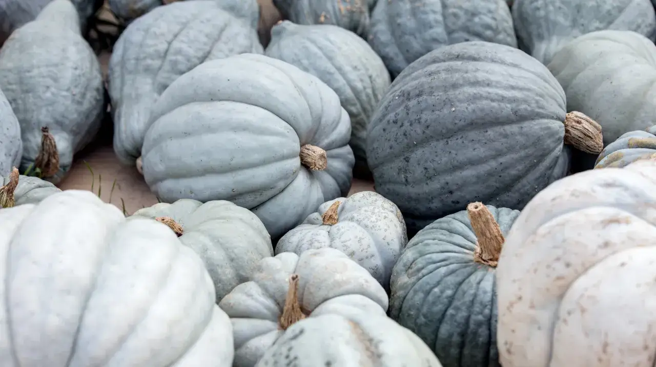 Un tas de courges de Hongrie bleues et grises, certaines avec des taches claires, sont empilées.