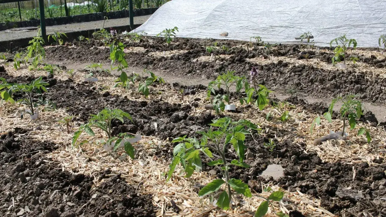 Jeunes plants de tomates dans un potager, prêts pour la saison. Le paillage protège la terre et aide à savoir quand planter tomates.