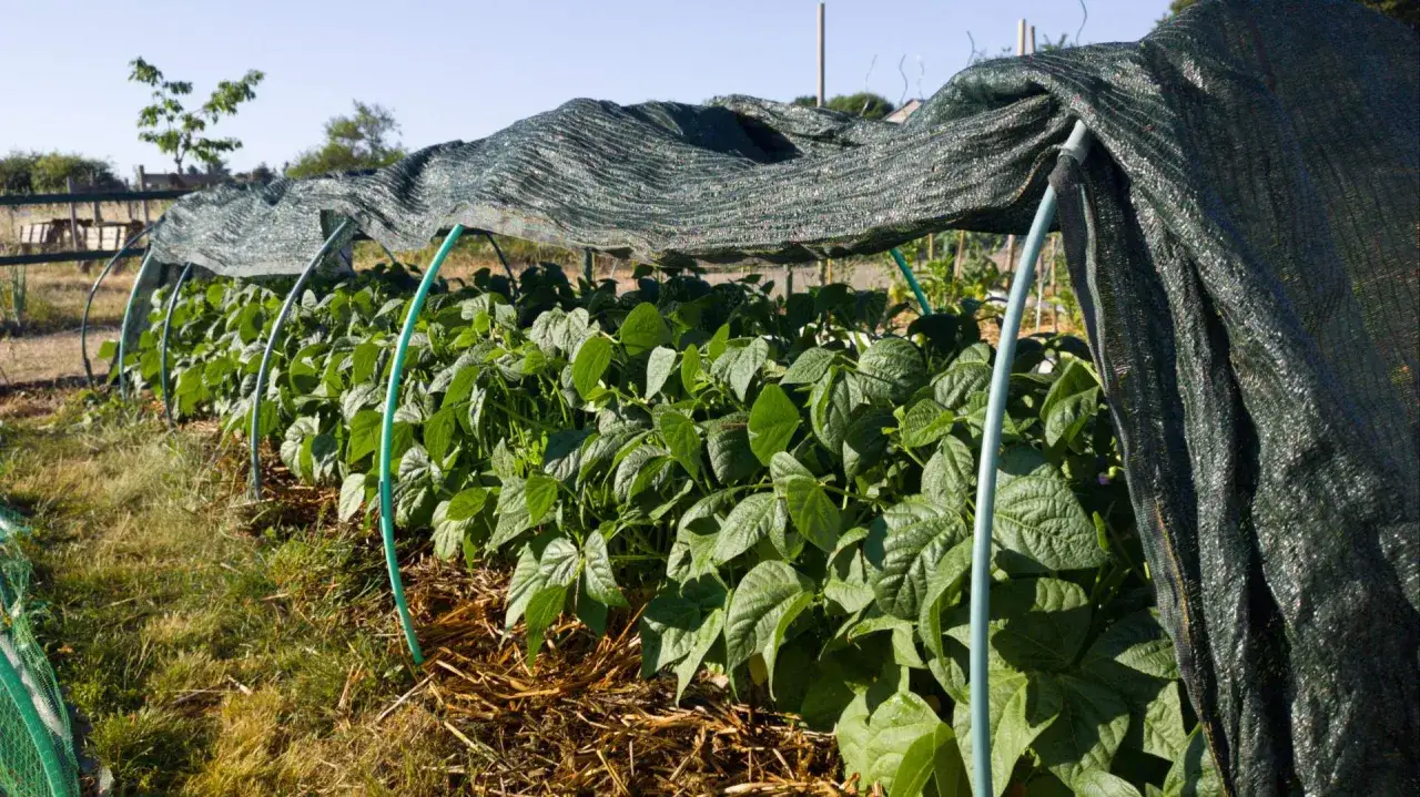 Légumes sous tunnel de protection, à l'abri des saints de glace. Les haricots verts prospèrent sous leur voile.