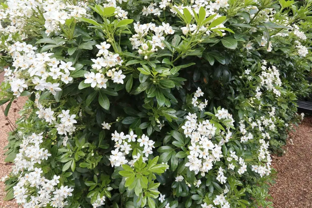 Gros plan sur un oranger du Mexique en pleine floraison, ses petites fleurs blanches étoilées contrastent avec son feuillage vert foncé. La taille de cet arbuste est parfaite pour un jardin.