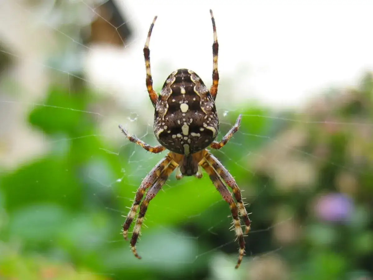 Une araignée des jardins, avec son abdomen orné de motifs complexes, attend patiemment dans sa toile.