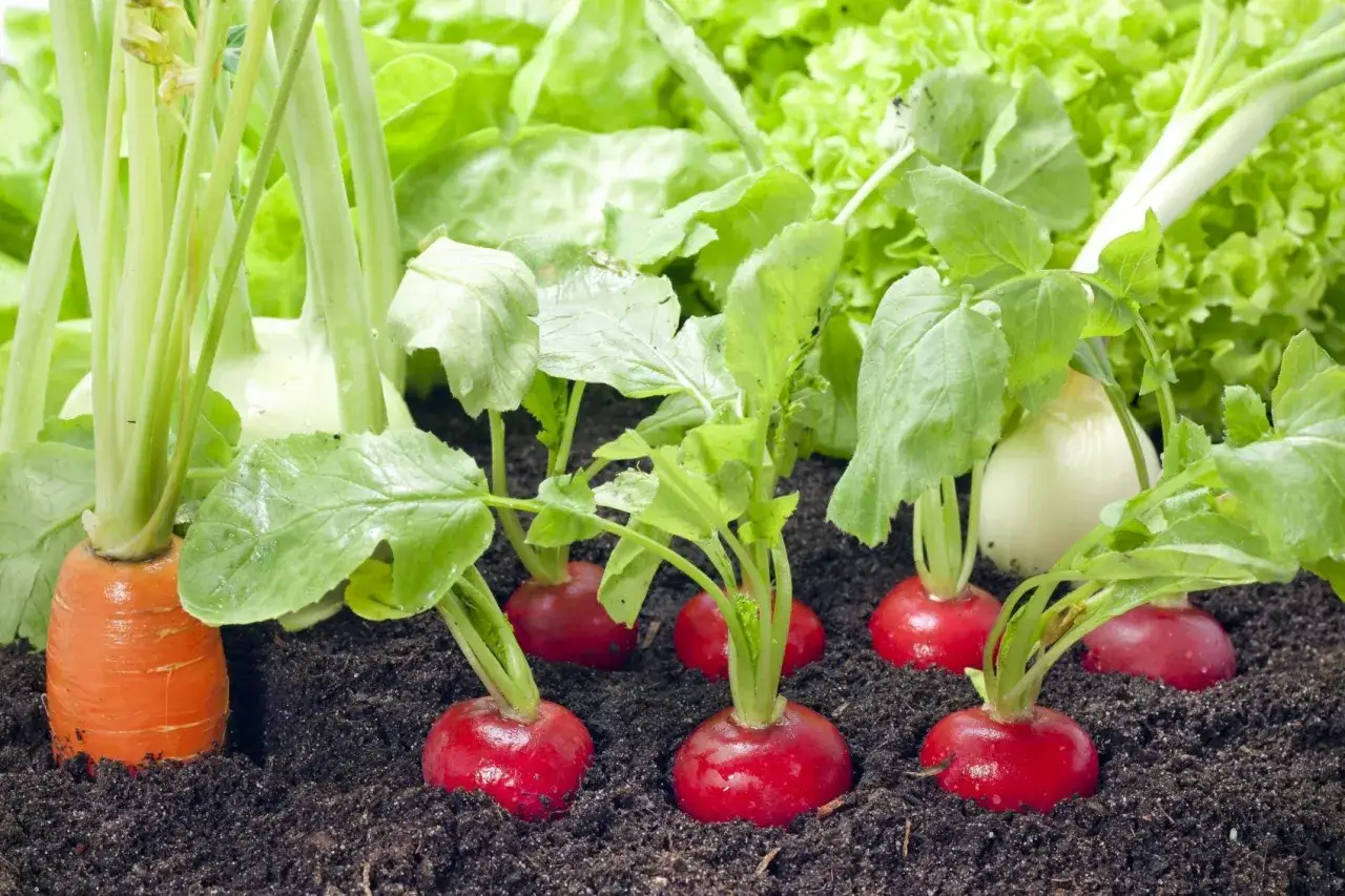 Radis rouges et carottes dans un potager, une belle association pour une récolte savoureuse.