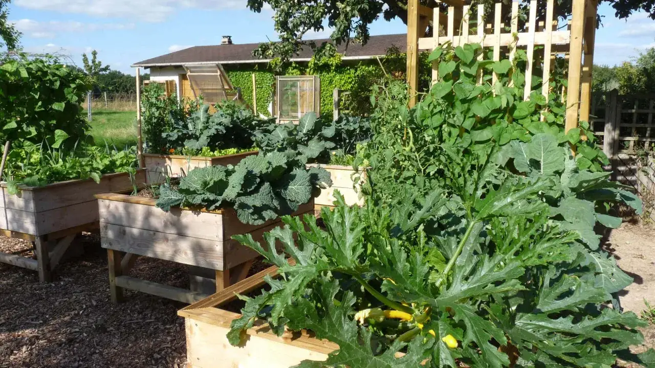 Un potager florissant avec des courgettes en premier plan, des choux et des haricots grimpants. Une belle association courgette potager.