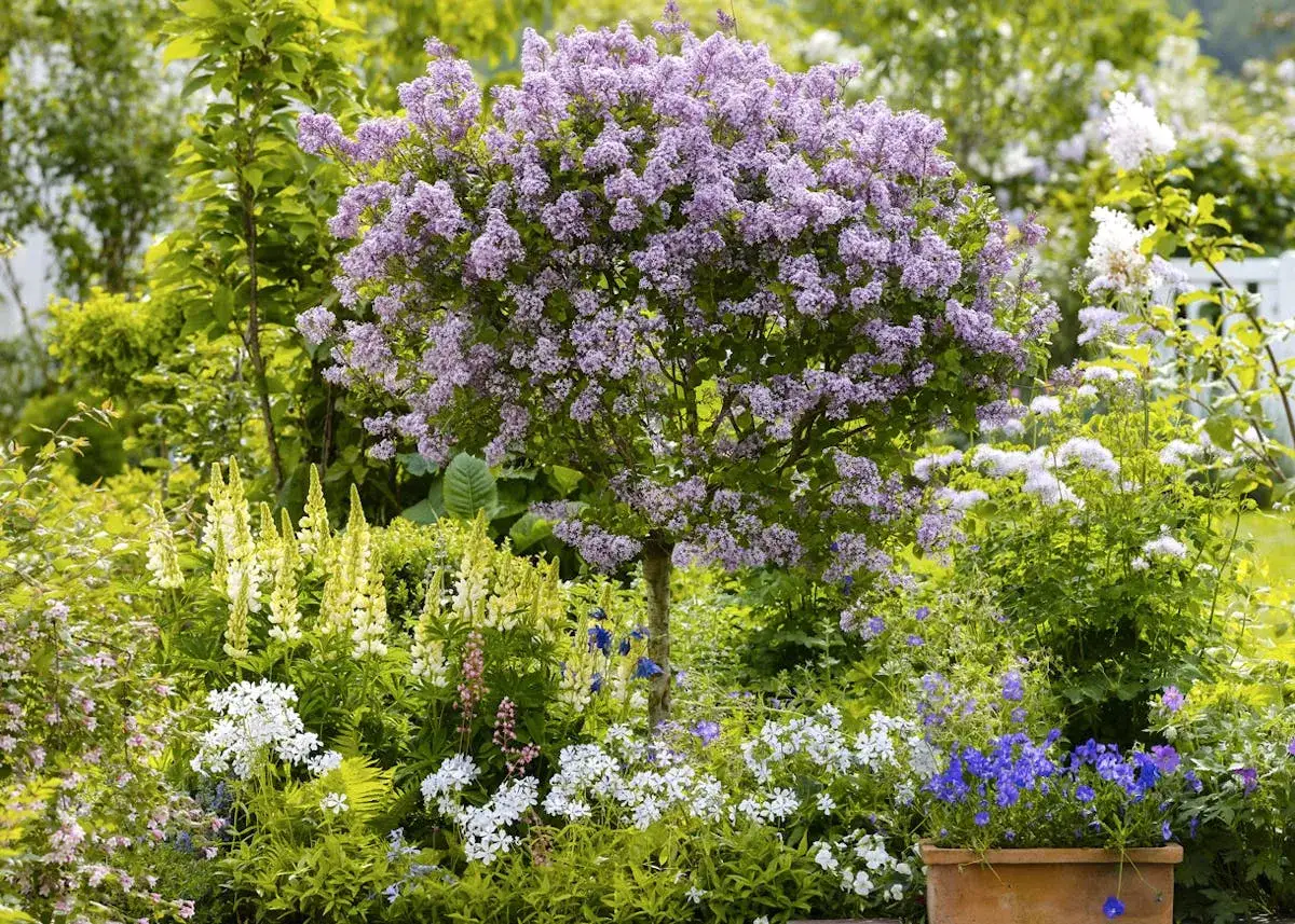 Un lilas en pleine floraison, entouré de lupins jaunes et de fleurs blanches. Le printemps est idéal pour savoir quand planter un lilas.