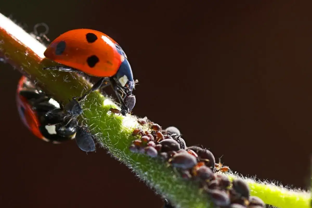 Une coccinelle noire et blanche se nourrit de pucerons sur une tige verte.