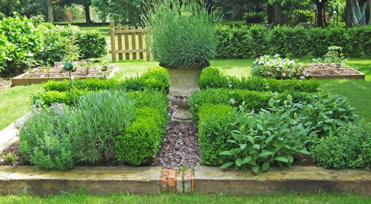 Un jardin soigné avec des parterres de buis taillés, de la lavande et d'autres herbes aromatiques. Une liste d'herbes aromatiques pour un jardin parfumé.