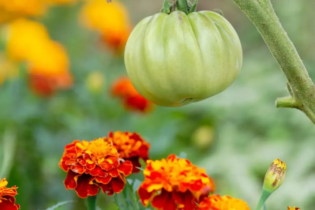 Une tomate verte pend au-dessus de fleurs de souci éclatantes. Une belle association tomate potager.
