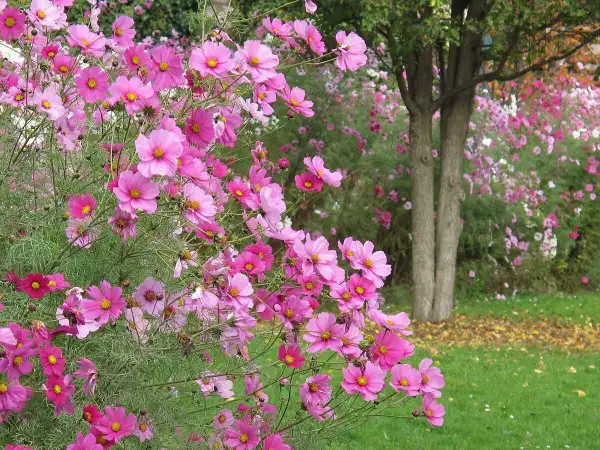 Un massif de fleurs cosmos roses et fuchsia éclate de couleurs, évoquant un fragment de cosmos dans un jardin paisible.