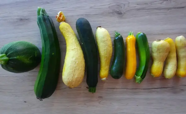 Belle récolte de courgettes de différentes couleurs et formes, un bel exemple d'association courgette potager.