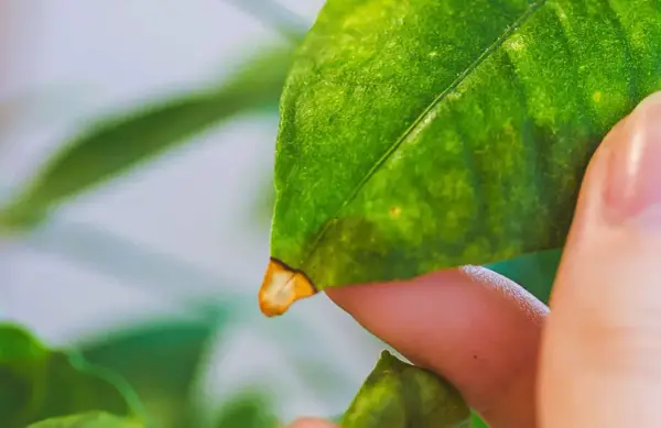 Un doigt examine une feuille de citronnier, dont le bout jaunit, signe d'un problème.