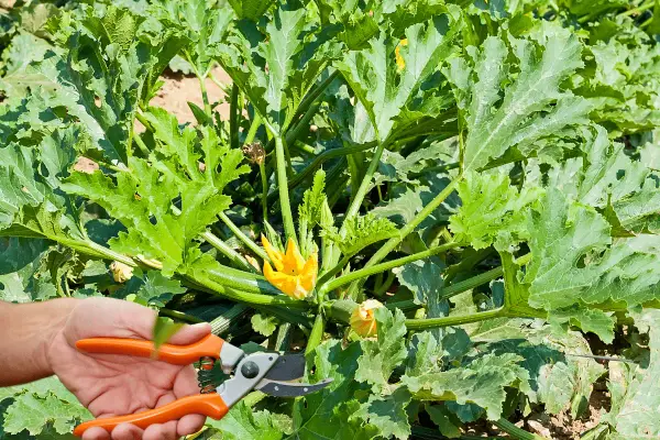 Main d'un jardinier tenant un sécateur près d'une plante de courgette avec une grande feuille de courgette verte et une fleur jaune.