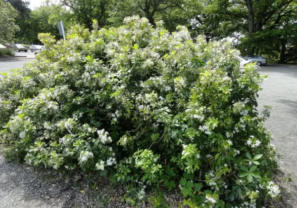 Un oranger du Mexique en pleine floraison, ses petites fleurs blanches illuminent le paysage verdoyant.