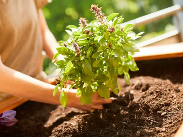 Mains plantant un plant de basilic dans un potager. L'association basilic potager promet des saveurs fraîches pour vos plats.