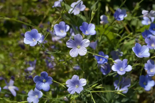 Un champ de fleurs de lin bleues, délicates et étoilées, se balance doucement sous le soleil.