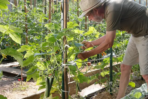 Un jardinier aide à fabriquer un tuteur pour ses concombres, guidant les plantes grimpantes dans le potager.