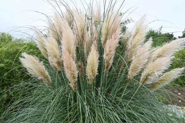 Gros plan sur une touffe de **herbe de la pampa** aux plumes légères et aériennes, contrastant avec ses longues feuilles vertes et fines.