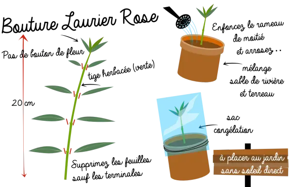 Illustration montrant la taille d'une tige pour favoriser la floraison du laurier rose. Une jeune pousse est arrosée, une autre est sous cloche.