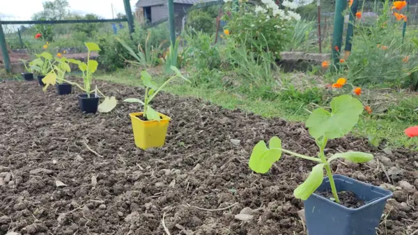 Jeunes plants de courgettes en pots, prêts à être mis en terre. Le bon moment pour planter les courgettes est arrivé.