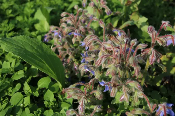 Fleurs bleues de bourrache, amies du potager, poussent parmi les feuilles vertes.