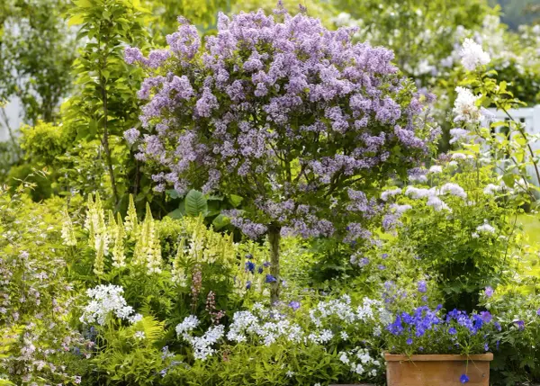 Un lilas en pleine floraison, entouré de lupins jaunes et de fleurs blanches. Le printemps est idéal pour savoir quand planter un lilas.