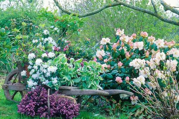 Un chariot de jardin rempli de rhododendrons blancs et roses, avec de la bruyère violette au premier plan. Une belle plante pour bordure sans entretien.