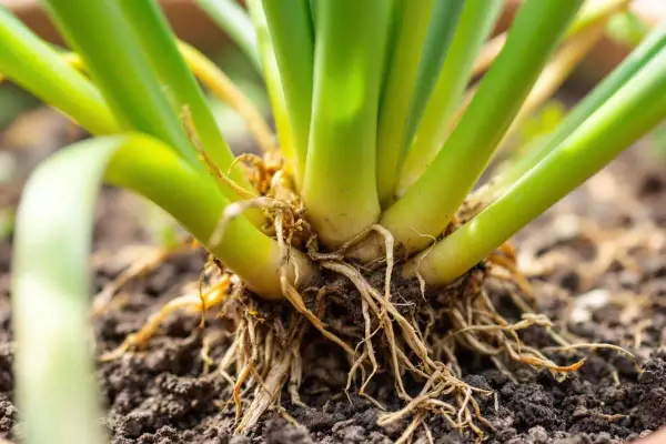 Base d'oignons verts avec racines visibles dans la terre. Idéal pour savoir quand planter les oignons.