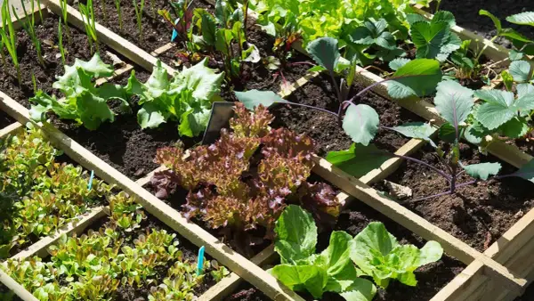 Un potager bien organisé avec des laitues, des fraises et des choux. Une belle association radis potager pour des récoltes variées.