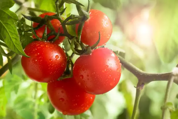Grappe de tomates rouges et juteuses, couvertes de gouttes d'eau, sur une branche. Le soleil brille, mais attention au danger de la tomate !