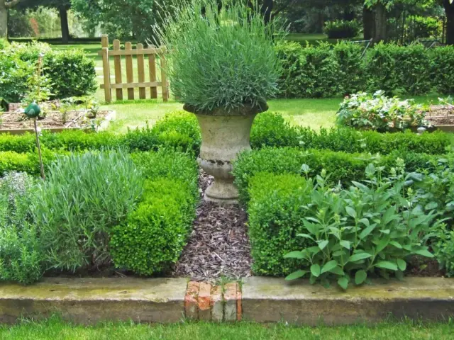 Un beau tableau d'association de plantes aromatiques, avec de la lavande, de la sauge et des buis taillés, dans un jardin verdoyant.