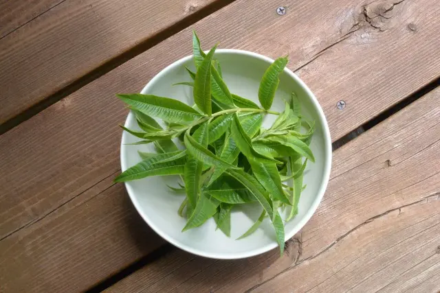 Branchettes de verveine citronnelle fraîchement cueillies dans un bol blanc, sur un fond de bois.