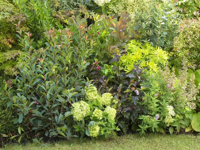Un jardin luxuriant avec un type de haie varié, mêlant feuillages verts, pourpres et jaunes, et des touches de fleurs pâles.