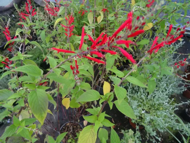 Plantes de sauge ananas comestible aux fleurs rouges vives, idéales pour un jardin aromatique.