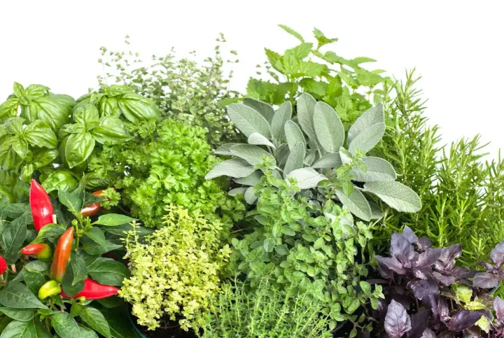 Un assortiment coloré d'herbes aromatiques : basilic, persil, sauge, romarin, menthe, thym, origan et piments rouges. Une liste visuelle pour vos envies culinaires.