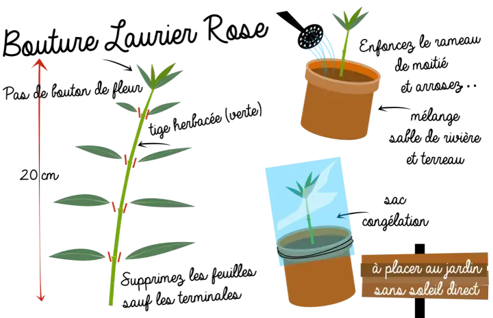 Illustration montrant la taille d'une tige pour favoriser la floraison du laurier rose. Une jeune pousse est arrosée, une autre est sous cloche.