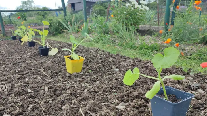 Jeunes plants de courgettes en pots, prêts à être mis en terre. Le bon moment pour planter les courgettes est arrivé.