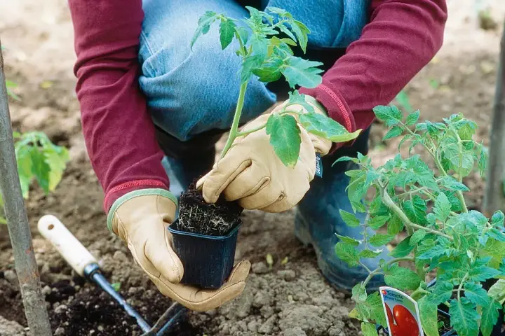 Gants aux mains, on prépare le plant de tomate pour le repiquage. C'est le bon moment quand planter tomates pour un beau potager.
