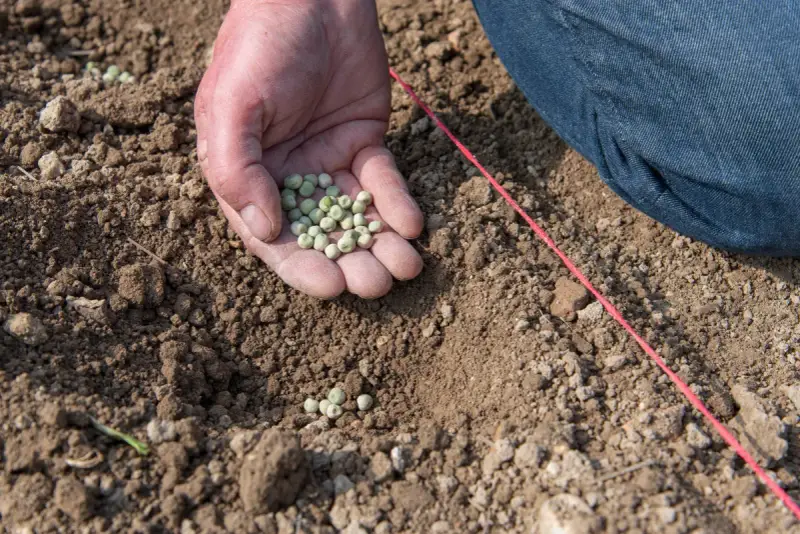 Main d'une personne tenant des graines de petit pois, prête à les semer dans la terre. Le printemps est là, le moment idéal quand semer petit pois.